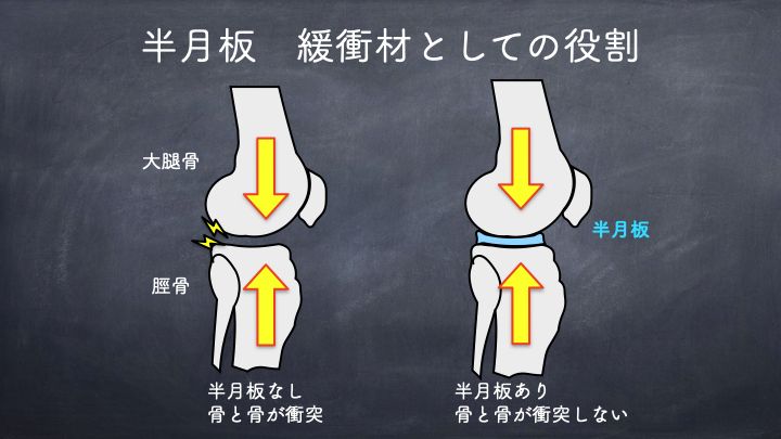 半月板　役割